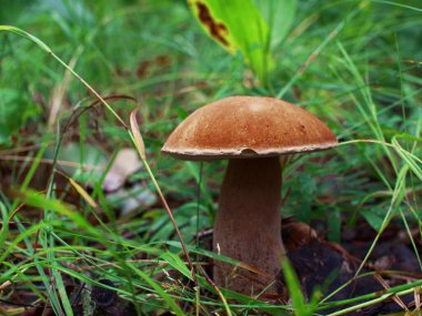 Ormandaki güzel mantarlar