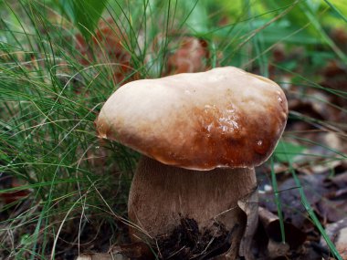 Ormandaki güzel mantarlar