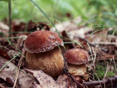 Ormandaki güzel mantarlar