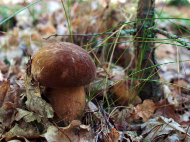 Ormandaki güzel mantarlar