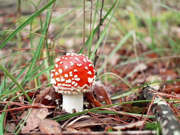 森林里美丽的蘑菇 — 图库照片