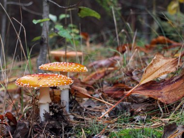 Ormandaki güzel mantarlar