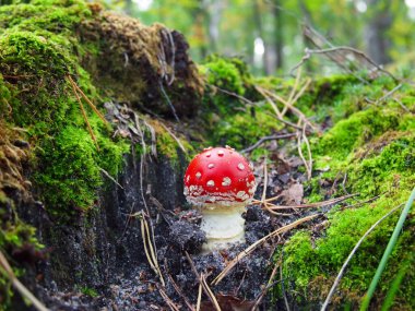 Ormandaki güzel mantarlar