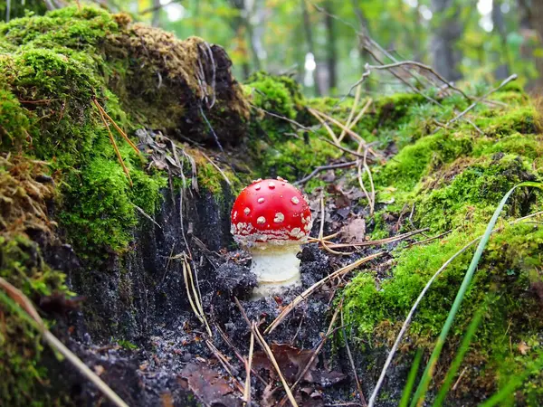 Beautiful Mushroom Forest — Stock Photo, Image