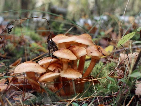 stock image Beautiful mushroom in the forest