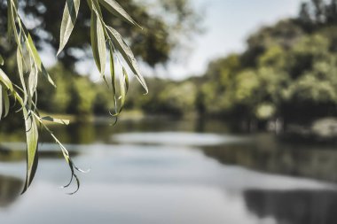 Willow twig leaves on a blurred background of a summer steppe river and other trees