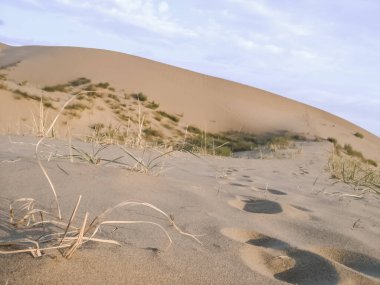 Çöl kumunun kumundaki ayak izleri ve düşük çöl bitkileriyle kum tepecikleri.