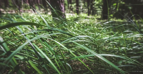 Сплющенная Ярко Зеленая Трава Густом Хвойном Лесу Размытом Фоне Солнечный — стоковое фото