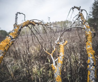 Alışılmadık şekilli kuru ağaç dalları, bulutlu bir havada, ekim ayında, bir ormanın arka planına karşı sarı yosun ile kaplanmış.