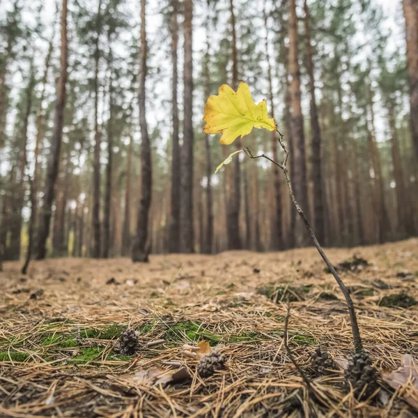 Force of nature - an oak tree was born and made its way out of the ground through the forest floor in a coniferous forest with a yellowed leaf in autumn, in cloudy cloudy weather