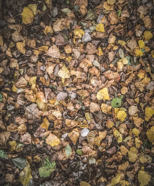 Ground Strewn Autumn October Leaves Different Colors Yellow Green Brown — Stock Photo, Image