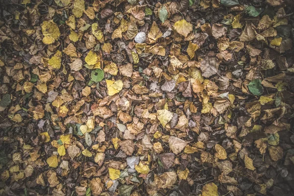 Lesní Vrh Pestrobarevných Podzimních Listů Žlutý Zvadlý Zelený Hnědý Říjnu — Stock fotografie