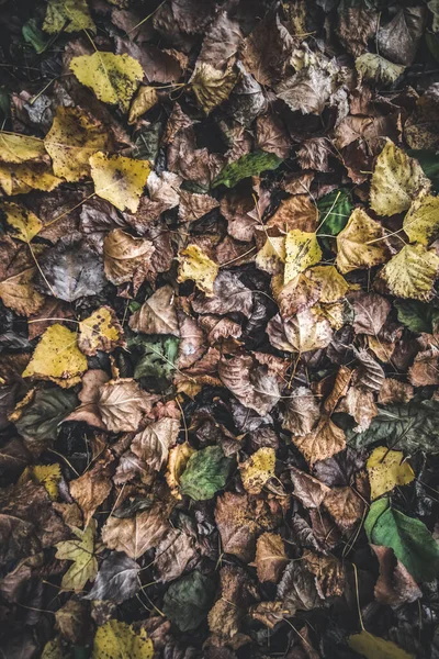 Herbstblätter Waldboden Aus Welken Gelben Grünen Braunen Trockenen Blättern Weichen — Stockfoto
