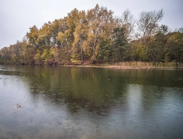 Autumn landscape during rain, wooded river bank with yellowed trees, in cloudy weather