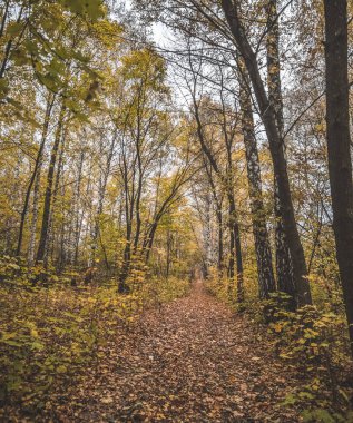 Sonbahar huş ağacının ve meşe koruluğunda atmosferik peri patikası, Ekim ayında bulutlu havada ormanda yol.