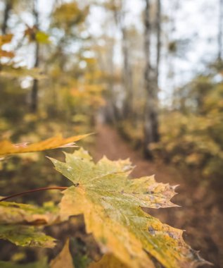 Sarı-yeşil akçaağaç yaprağı, ekim ayında, bulutlu bir havada, sonbahar renkli bir ormanın arka planında.