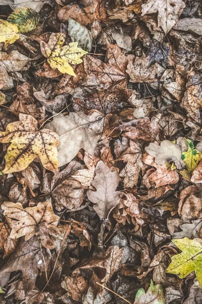 Jesienny Leśny Ściółka Opadły Liść Różny Kolor Żółty Bury Suchy — Zdjęcie stockowe