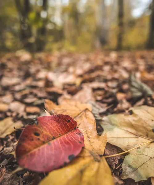A red burgundy leaf of an alder tree is painted in autumn colors and lies on the forest floor against the background of an autumn forest, in October in cloudy weather
