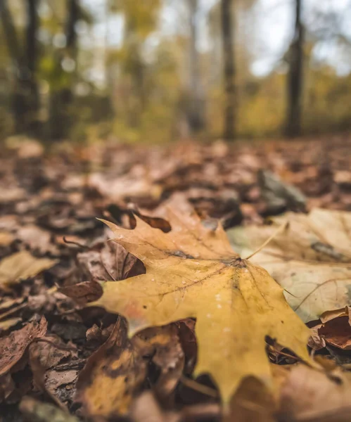 Ein Gelbes Herbst Ahornblatt Liegt Auf Dem Waldboden Herbstwald Oktober — Stockfoto