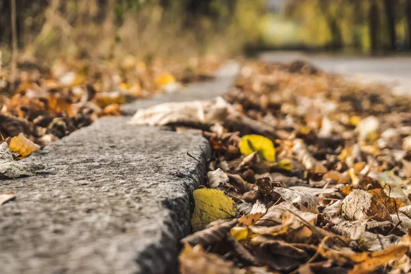 Buntes Gelbes Herbstlaub Straßenrand Der Nähe Des Bordsteins Nahaufnahme Warme — Stockfoto
