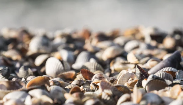 Seashells Večerním Osvětlení Pláži Makro Černém Moři Teplém Letním Večeru — Stock fotografie