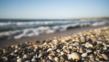 Karadeniz sahillerinde deniz dalgaları ve makro kıyı şeridine karşı farklı renk ve boyutlarda deniz kabukları, sıcak günbatımı ışığı