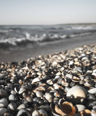 Ukrayna 'nın güneyinde, farklı boyutlarda ve soluk renkli Karadeniz kıyısındaki deniz kabukları, ılık günbatımı ışıkları altında, deniz dalgalarının bulanık bir zeminine sahiptir.