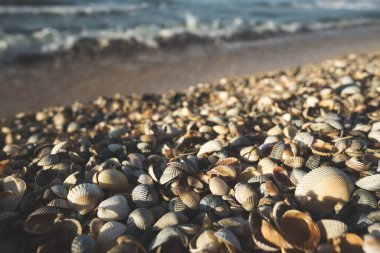 Karadeniz kıyılarındaki deniz kabukları farklı boyutlarda ve soluk renklerde, Ukrayna 'nın güneyinde güzel yumuşak gölgeler, gün batımında sıcak ışık altında deniz dalgalarının bulanık bir arkaplanı var.