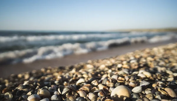 Coquillages Sur Plage Mer Noire Différentes Couleurs Tailles Sur Fond — Photo