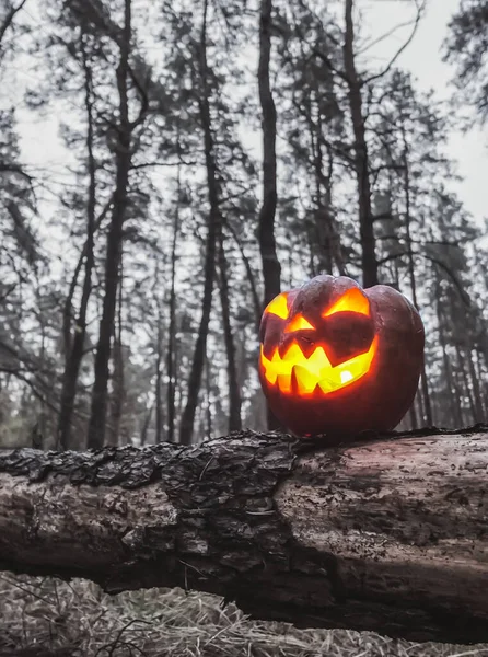 Halloween pumpkin sinister smiles orange in a wet rainy forest, on a rainy october evening