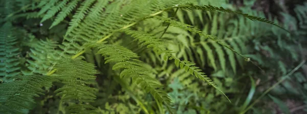 Samambaia Verde Brilhante Panorama Floresta Montanha Molhada Dia Ensolarado Verão — Fotografia de Stock