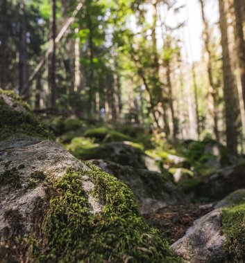 Güneşli bir yaz gününde, dağlardaki bir ormanda, makroda yeşil yosun, bulanık bitki örtüsünün arka planına karşı