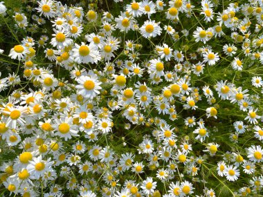 Close-up of chamomiles