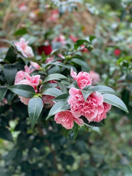 Close-up of a pink peony