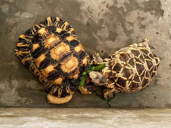 A view of two big turtles 