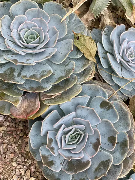 View of grey plants in a garden by the bay in Singapore