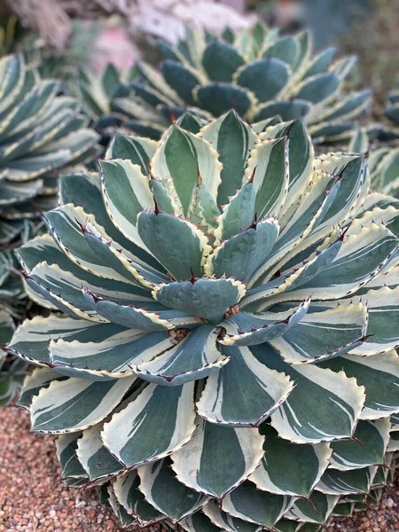 Close-up of a round plant