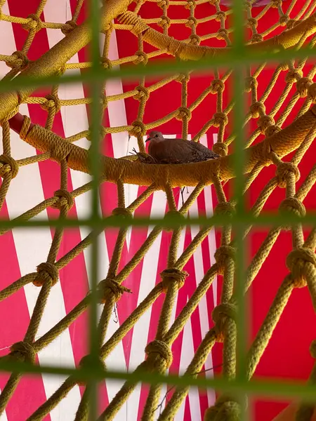 View of a bird in a grid 