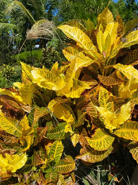 View Yellow Leaves Park — Stock fotografie