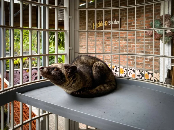 Bali, Endonezya: Luwak 'ın Gizli Bahçe Tarım Manzarası