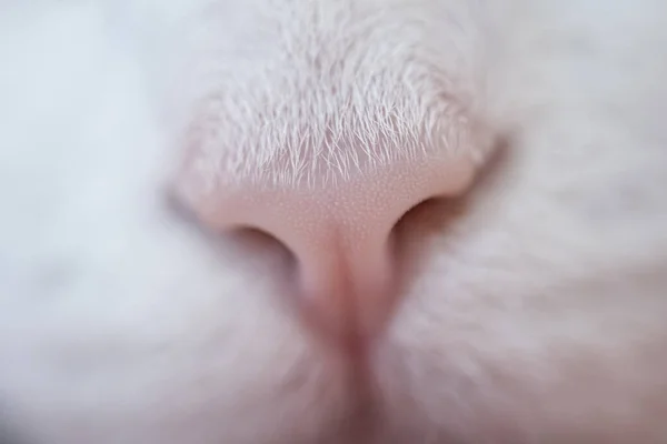 Cat nose, lovely white cat\'s nose, macro view.