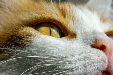 Cat eyes, beautiful cat yellow and blue eyes with a lovely pink nose; close-up photo.