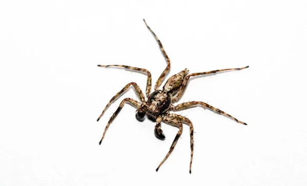 Macro Close Aranha Saltando Com Cabelo Visível Olhos Grandes — Fotografia de Stock