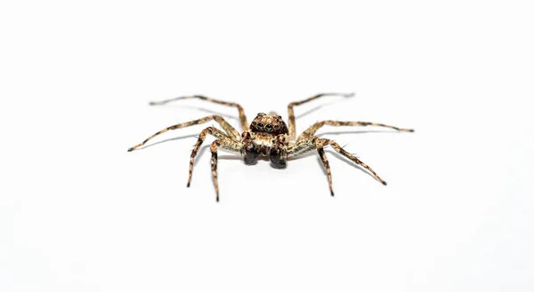 Zblízka Skákající Pavouci Samice Vlasy Velkýma Očima — Stock fotografie