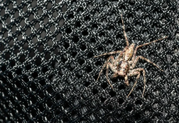 Acercamiento Salto Arañas Hembra Con Pelos Grandes Ojos —  Fotos de Stock