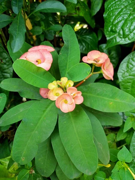 close-up photo of pink euphorbia flower. Looks beautiful and pleasing the inflorescences of Christ\'s thorns. Euphorbiaceae flowering, beautiful pink flowers and green leaves.