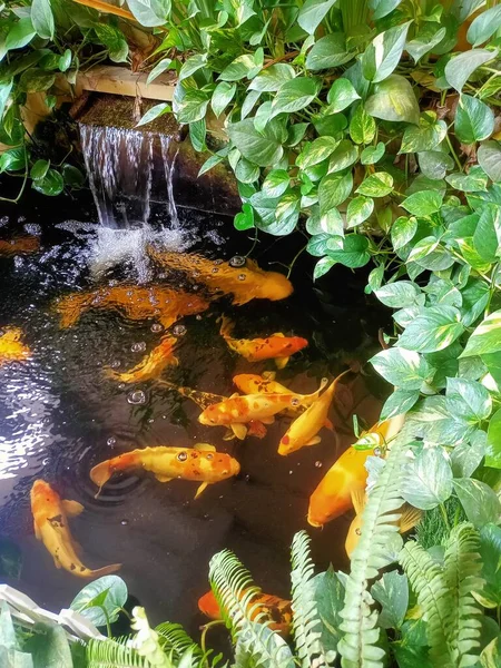 minimalist goldfish pond from top view, suitable for the backyard of the house,selective focus