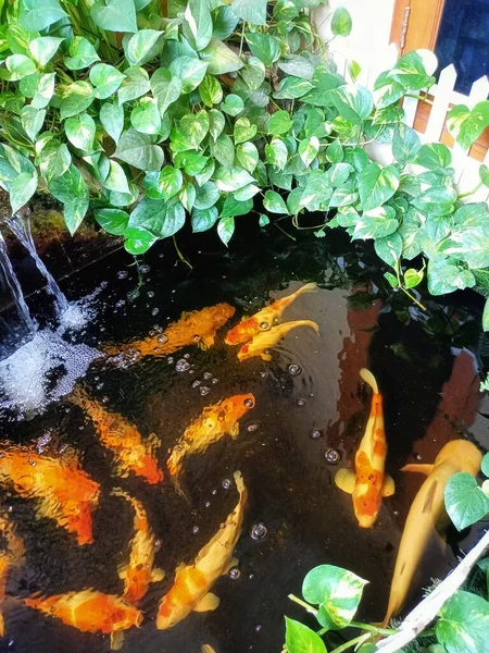 minimalist goldfish pond from top view, suitable for the backyard of the house,selective focus