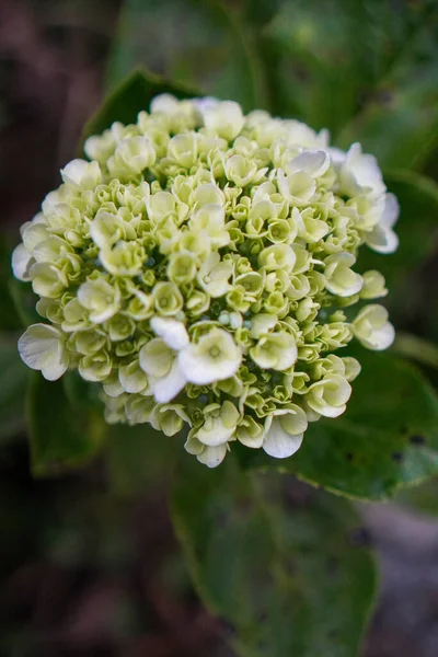 Les Fleurs Hortensia Aux Pétales Verts Sont Très Belles Rafraîchissantes — Photo