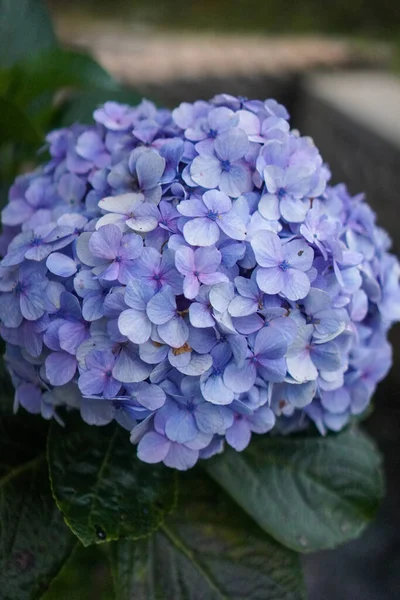 Gros Plan Hortensia Pourpre Hydrangea Macrophylla Fleurissant Printemps Été Dans — Photo